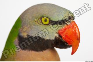 Parrot Psittacula alexandri 0025